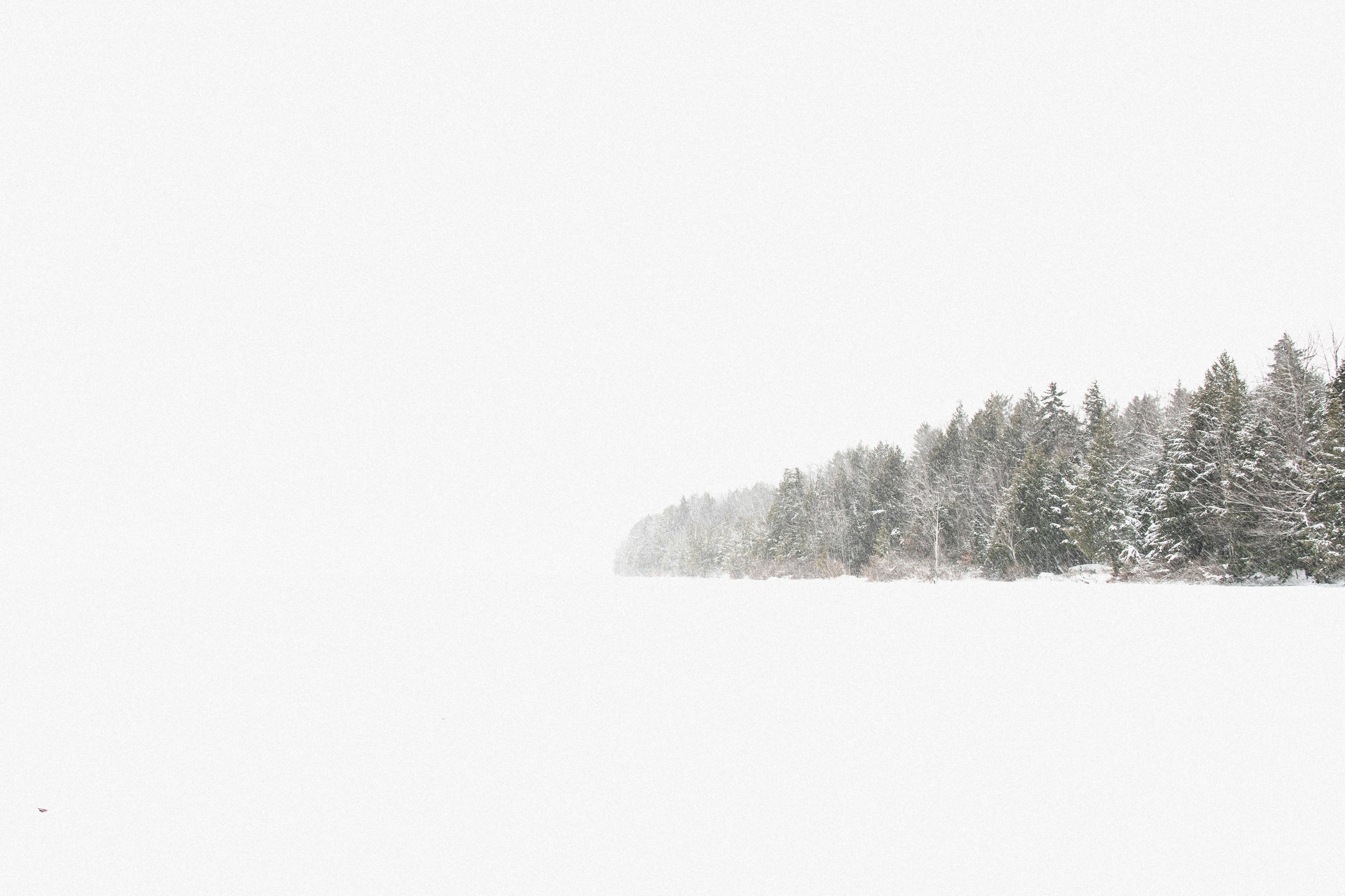 snow covered pine trees